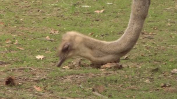 Close up of an ostrich — Stock Video