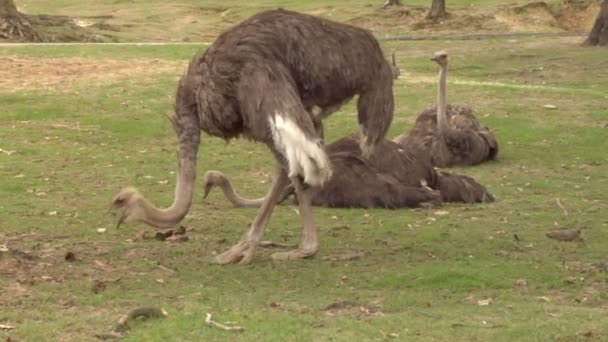 Struisvogels grazen op gras — Stockvideo