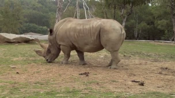 A rhino grazing on some grass — Stock Video