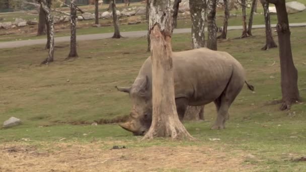 Un rinoceronte cerca de un árbol — Vídeos de Stock