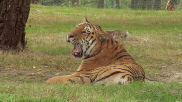 Un tigre. — Vídeo de stock