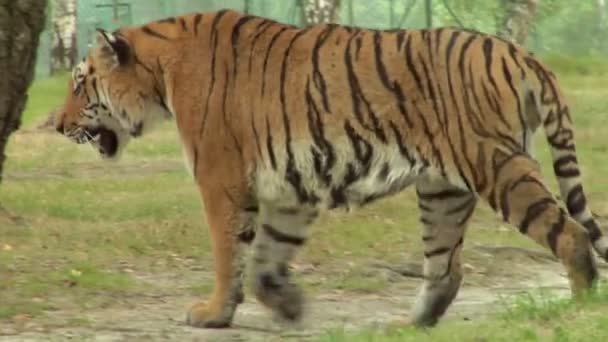 Primer plano de un tigre — Vídeo de stock