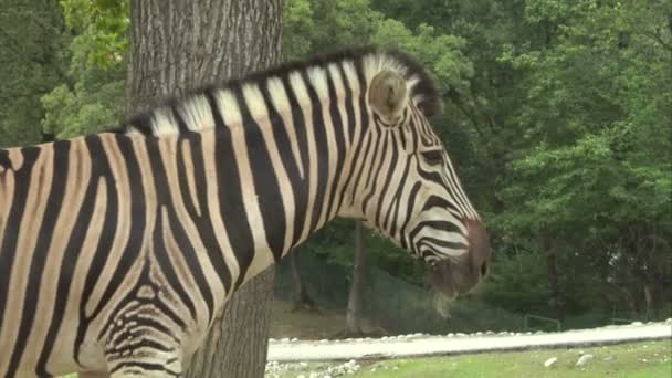 A zebra — Stock Video