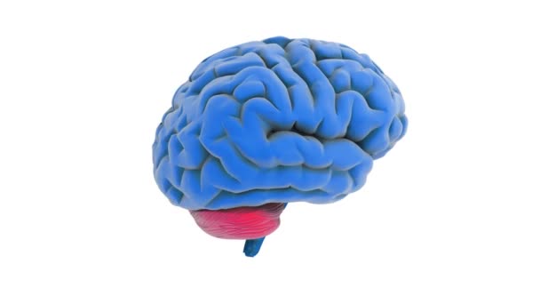 Beyin modeli — Stok video
