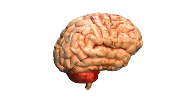 Gehirn echt — Stockvideo
