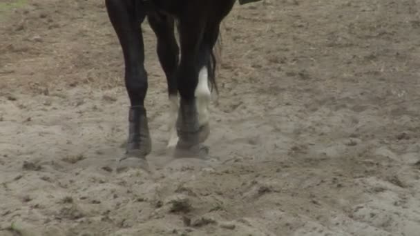 Крупный план замедленного движения лошади во время соревнований — стоковое видео