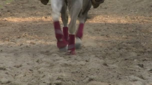 Primer plano cámara lenta del caballo durante una competición — Vídeos de Stock