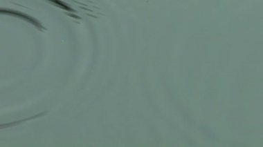 bir su birikintisine dalgalanan yağmur damlaları