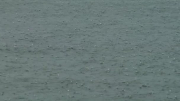 Rain on water surface — Stock Video