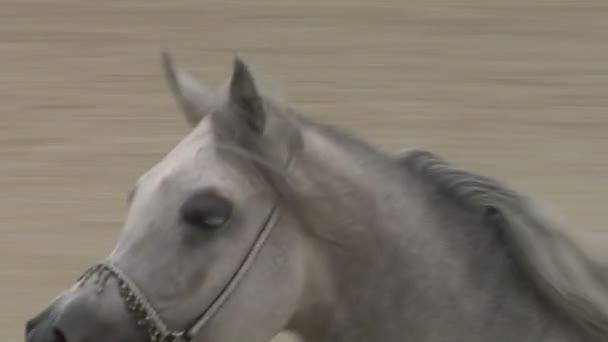 Cheval arabe au ralenti — Video