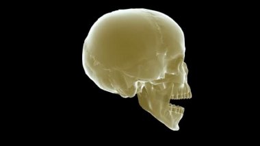 x-ışını insan kafatası mat ile