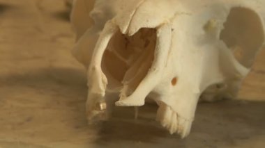 kafatasları kesişiyor laboratuvar