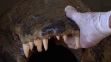 timsah derisi kesişiyor laboratuvar