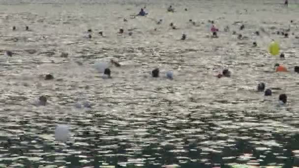 Atletas de natación en un concurso de triatlón — Vídeos de Stock