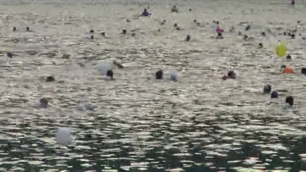 Swimming athletes in a triathlon contest — Stock Video