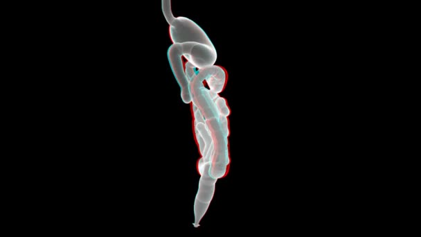 Röntgen des menschlichen Verdauungssystems mit mattem — Stockvideo