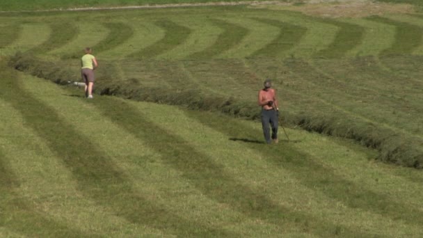 Agricultores cosechan heno — Vídeos de Stock