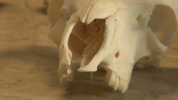 Skulls in taxidermist laboratory — Stock Video