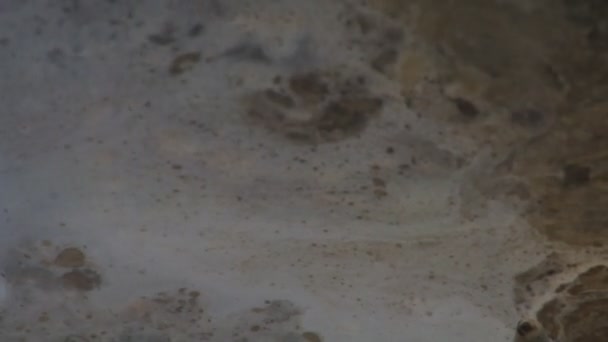Crâne bouillant dans l'eau pour enlever toute chair restante dans le laboratoire taxidermiste 