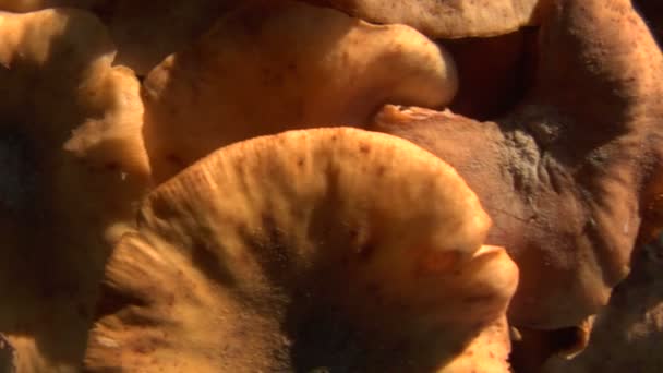 蘑菇水平平移 01 — 图库视频影像