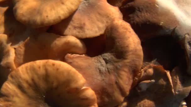 Poêle aux champignons 02 