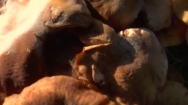 Poêle verticale champignon 01 