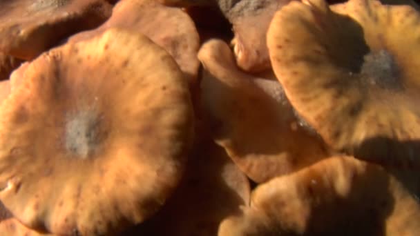 蘑菇垂直泛 02 — 图库视频影像
