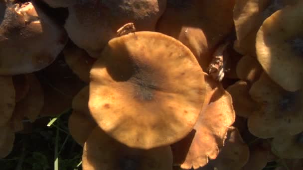 Champignon zoom arrière 01 