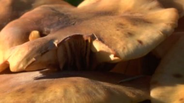 mantar vınlamak dışarı odak yavaş 01