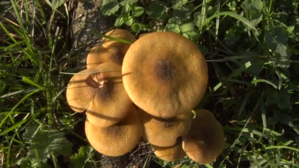 Zoom de cogumelos 02 — Vídeo de Stock