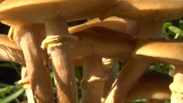 Mushroom uitzoomen focus langzaam 02 — Stockvideo