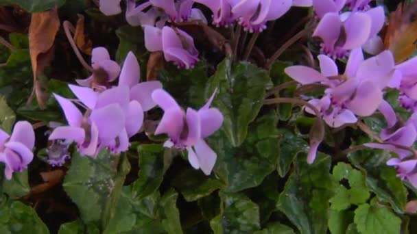 Cyclamen — Stock Video