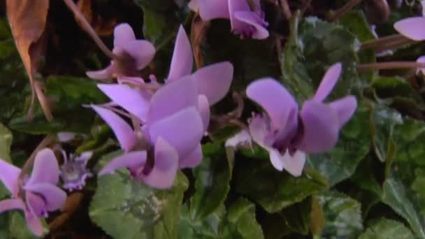 Cyclamen — Video