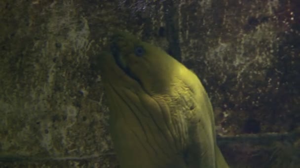 Πράσινο moray — Αρχείο Βίντεο