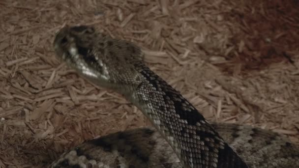 Close up van een varanus — Stockvideo