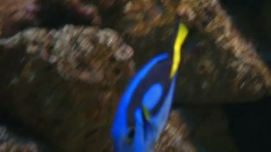 Mercan resif üzerinde toz mavi tang