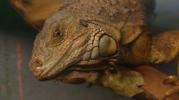 Bearded dragon — Stockvideo