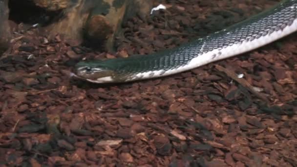 Gros plan d'un varan 