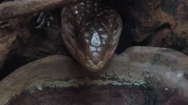 Gros plan d'un varan 