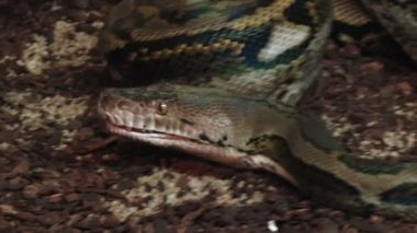 Varanus yakın çekim