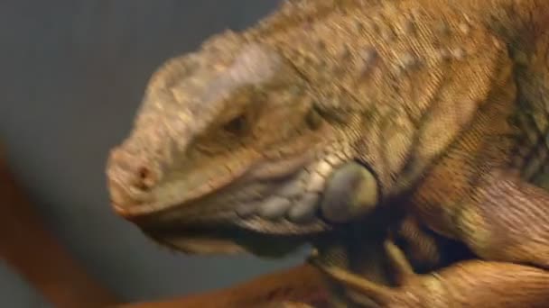 Bearded dragon — Stock Video