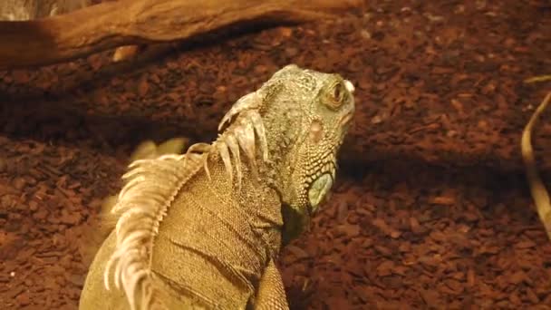 Bearded dragon — Stock Video