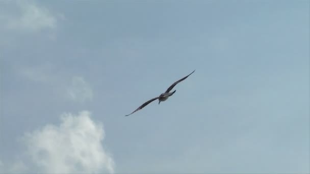 Mosca de gaviota — Vídeos de Stock