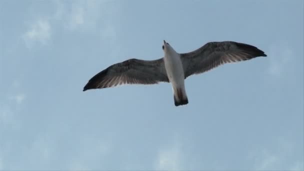 Seagull vliegen — Stockvideo