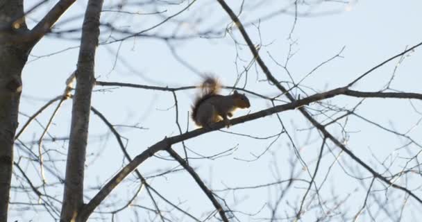 Gray Squirrel Branches Sunny Winter — Stock Video