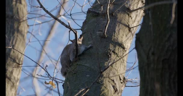Gray Squirrel Hiding Tree — Stock Video