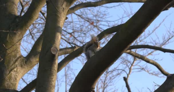 Szary wiewiórka drzewo słoneczny zima — Wideo stockowe