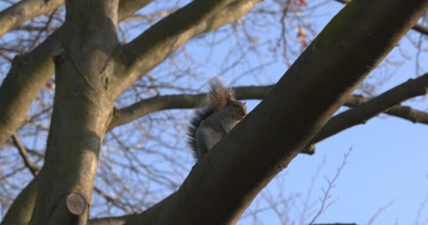 Ardilla gris árbol soleado invierno — Vídeo de stock
