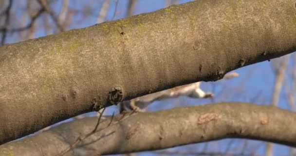 Grauer Eichhörnchenbaum Sonniger Winter — Stockvideo