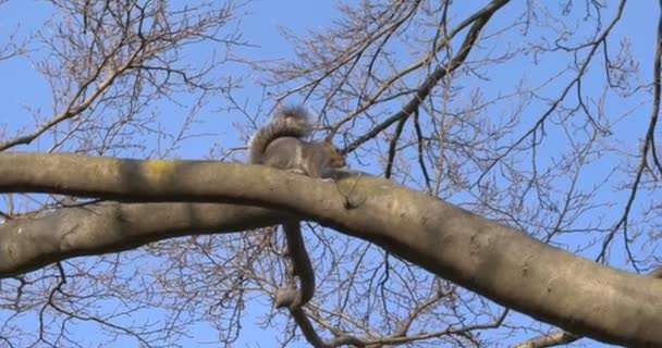 Ardilla gris árbol soleado invierno — Vídeo de stock